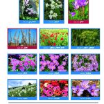 وسائل إيضاح - أزهار الخريف والشتاء