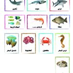 وسائل إيضاح - الأحياء المائية والأسماك