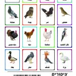 وسائل إيضاح - الطيور