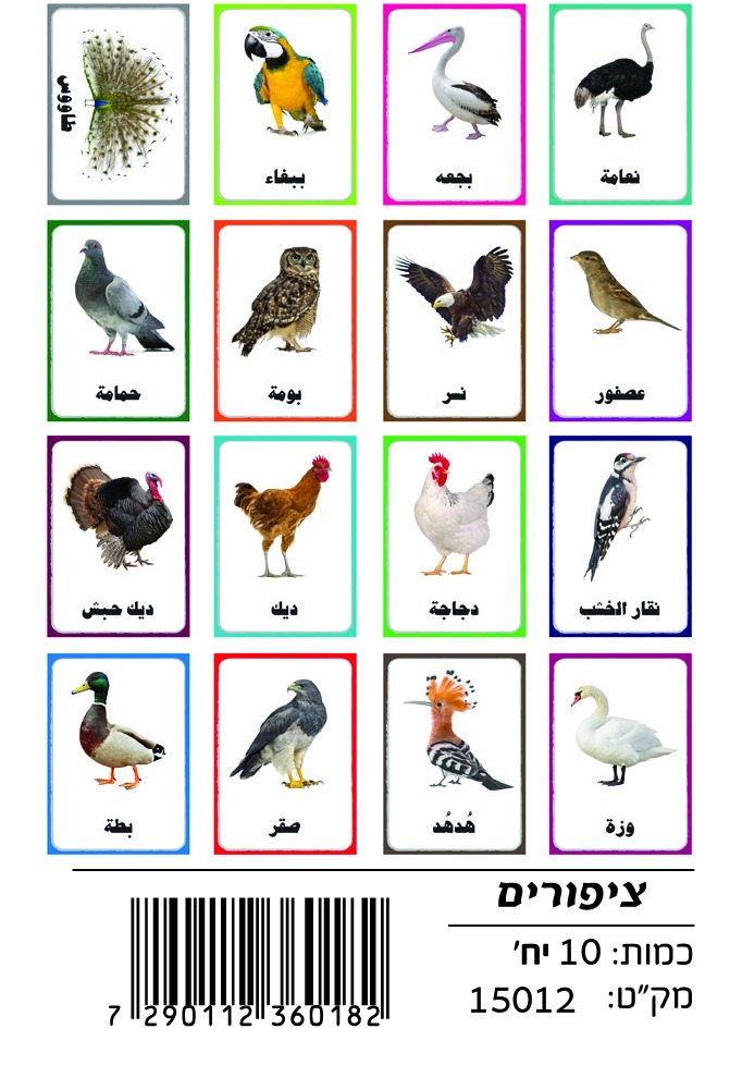 WhatsApp Image 2025-10-22 at 16.36.56 (1) وسائل إيضاح - الطيور - الصورة 1