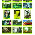 وسائل إيضاح - الزيت والزيتون