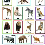وسائل إيضاح - الحيوانات البرية