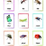 وسائل إيضاح - الحشرات