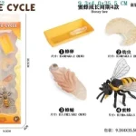 دورة حياة النحلة