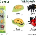 دورة حياة الدعسوقة