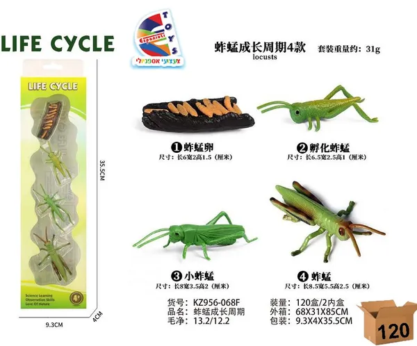 מעגל חיים ארבה دورة حياة الجراد/الجندب - الصورة 1