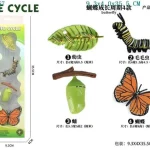 دورة حياة الفراشة