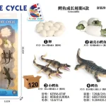 دورة حياة التمساح