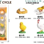 دورة حياة الدجاجة