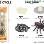 دورة حياة العنكبوت